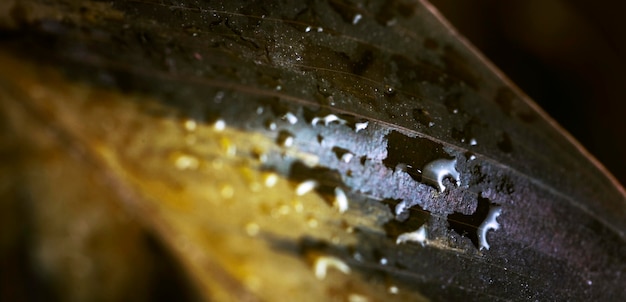 Free photo macro water drops on plant leaf