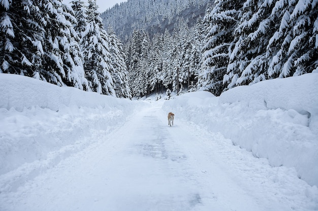 Magical winter wonderland landscape with frosty bare trees and dog in distance