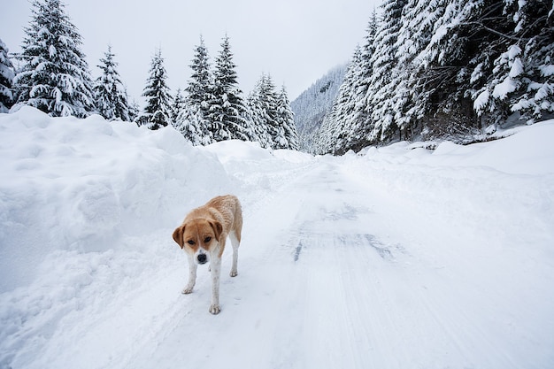 Free photo magical winter wonderland landscape with frosty bare trees and dog in distance