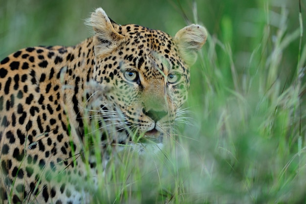 Magnificent African leopard hiding behind tall green grass