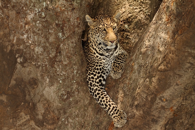 Free photo magnificent african leopard lying on the branch of a tree in the african jungle