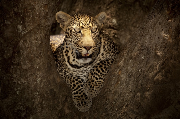 Free Photo magnificent african leopard lying on the branch of a tree in the african jungle