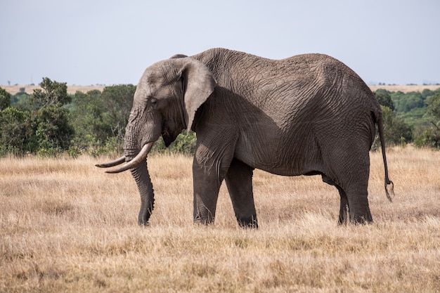 Magnificent elephant on a field in the middle of the jungle in Ol Pejeta, Kenya