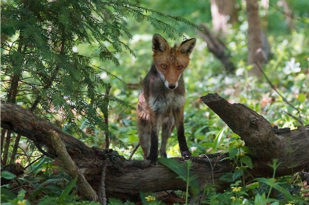 Free Photo magnificent fox looking for prey white sitting on a tree trunk in the middle of a forest