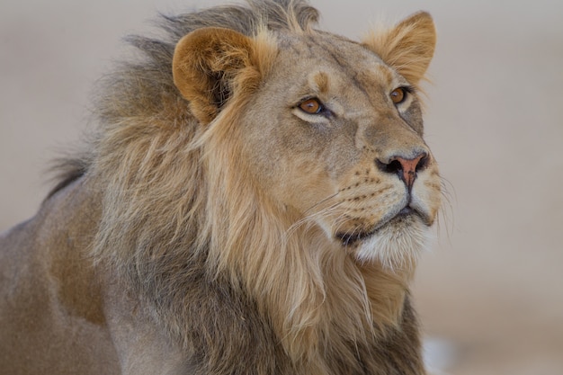 magnificent lion in the middle of the desert