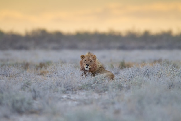 Free Photo magnificent lion resting proudly among the grass in the middle of a field