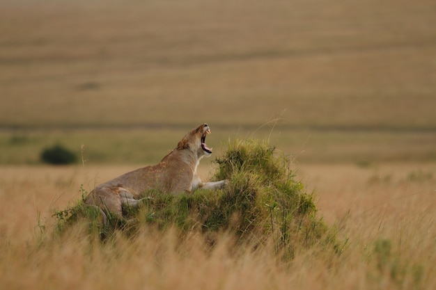 Magnificent lioness roaring on a grass covered hill