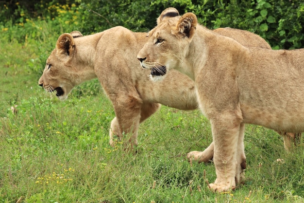 Free Photo magnificent lionesses walking on the grass covered fields near the bushes