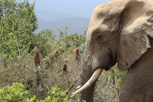 Magnificent muddy elephant near the bushes and plants in the jungle