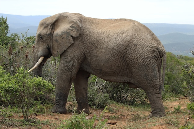 Free Photo magnificent muddy elephant walking around near the bushes and plants in the jungle