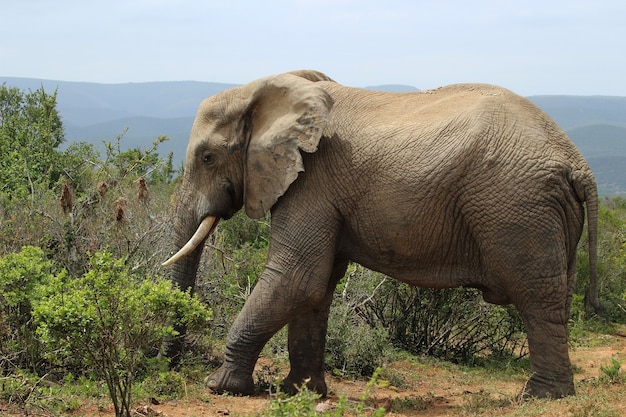 Free photo magnificent muddy elephant walking around near the bushes and plants in the jungle