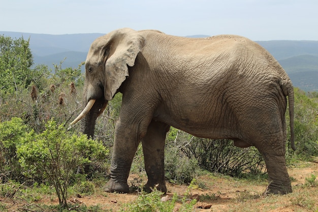 Magnificent muddy elephant walking around near the bushes and plants in the jungle