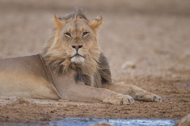 Free Photo magnificent powerful lion in the middle of the desert