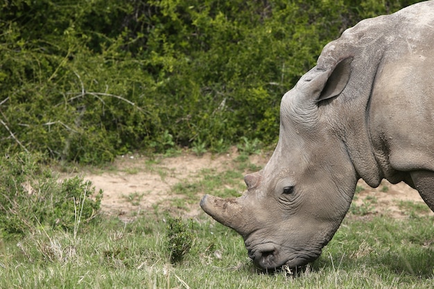 Free photo magnificent rhinoceros grazing on the grass covered fields in the forest