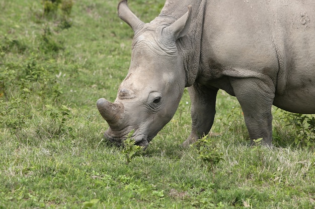 Magnificent rhinoceros grazing on the grass covered fields in the forest