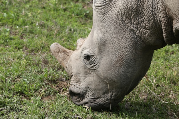 Magnificent rhinoceros grazing on the grass covered fields in the forest