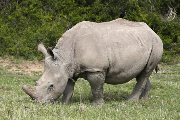 Magnificent rhinoceros grazing on the grass covered fields in the forest