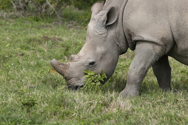 Free photo magnificent rhinoceros grazing on the grass covered fields in the forest