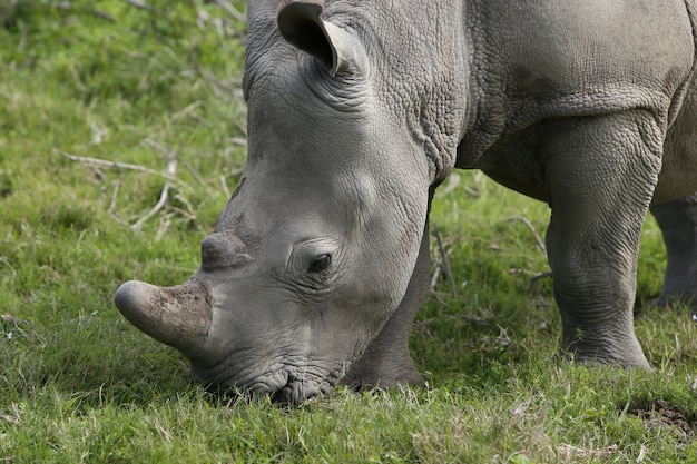 Free Photo magnificent rhinoceros grazing on the grass covered fields in the forest