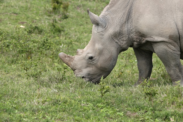 Free photo magnificent rhinoceros grazing on the grass covered fields in the forest