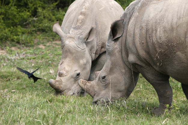 Free Photo magnificent rhinoceroses grazing on the grass covered fields near the bushes