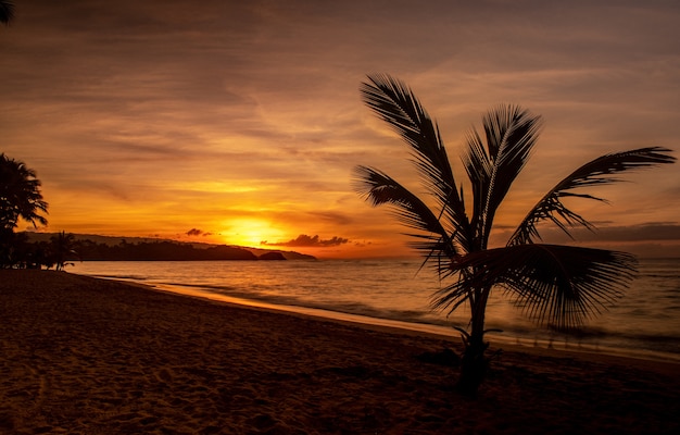 Free photo magnificent scenery of a beach with trees and a sea during the sunset