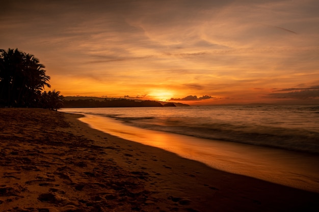 Magnificent scenery of a beach with trees and a sea during the sunset