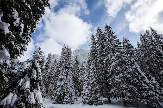 Free photo magnificent and silent beautiful winter landscape. beautiful forest.