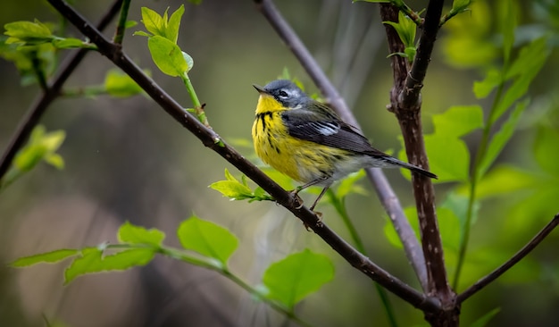 Magnolia Warbler  (Setophaga magnolia