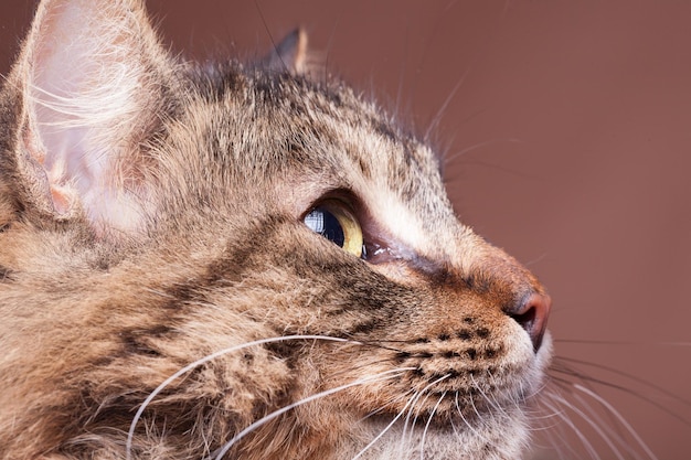 Maine coon breed cat looking away from camera in studio photo on brown background