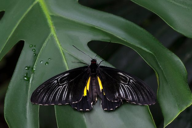 Free photo majestic black butterfly on leaf