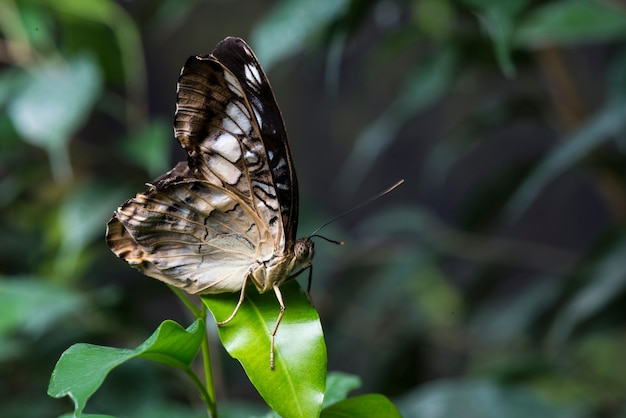 Free photo majestic brown butterfly in natural habitat