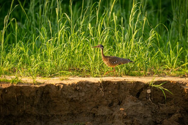 Majestic and colourfull bird in the nature habitat Birds of northern Pantanal wild brasil brasilian wildlife full of green jungle south american nature and wilderness