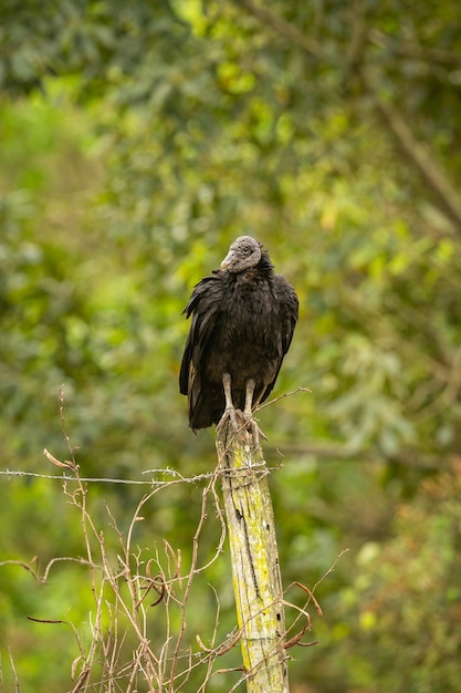 Free photo majestic and colourfull bird in the nature habitat birds of northern pantanal wild brasil brasilian wildlife full of green jungle south american nature and wilderness