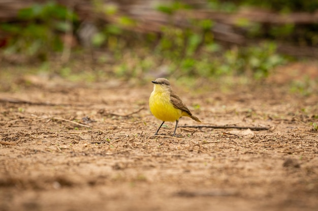 Majestic and colourfull bird in the nature habitat Birds of northern Pantanal wild brasil brasilian wildlife full of green jungle south american nature and wilderness