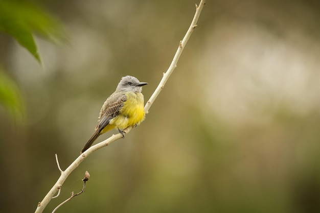 Majestic and colourfull bird in the nature habitat Birds of northern Pantanal wild brasil brasilian wildlife full of green jungle south american nature and wilderness