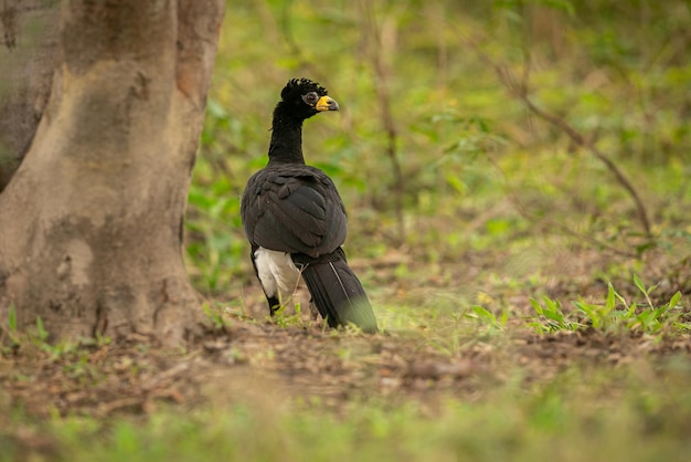 Free Photo majestic and colourfull bird in the nature habitat birds of northern pantanal wild brasil brasilian wildlife full of green jungle south american nature and wilderness