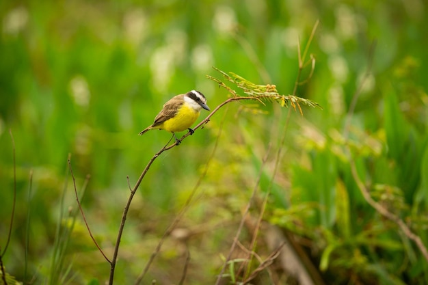 Majestic and colourfull bird in the nature habitat Birds of northern Pantanal wild brasil brasilian wildlife full of green jungle south american nature and wilderness