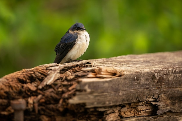 Majestic and colourfull bird in the nature habitat Birds of northern Pantanal wild brasil brasilian wildlife full of green jungle south american nature and wilderness