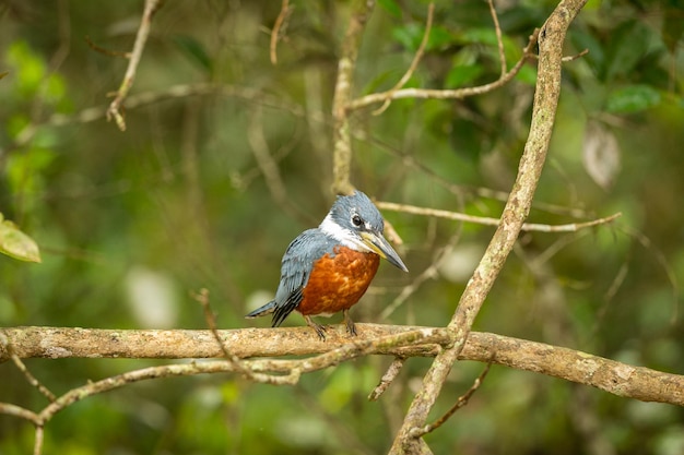 Majestic and colourfull bird in the nature habitat Birds of northern Pantanal wild brasil brasilian wildlife full of green jungle south american nature and wilderness