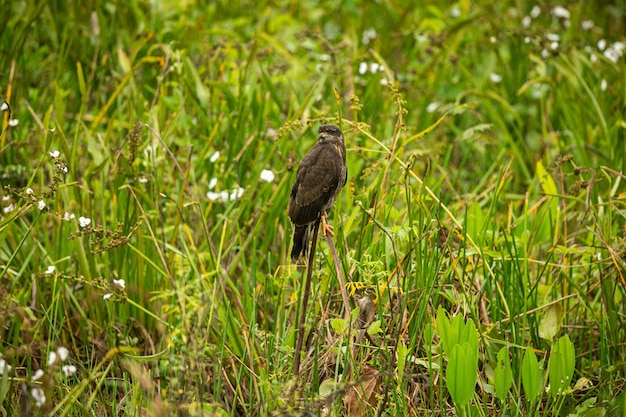 Free photo majestic and colourfull bird in the nature habitat birds of northern pantanal wild brasil brasilian wildlife full of green jungle south american nature and wilderness