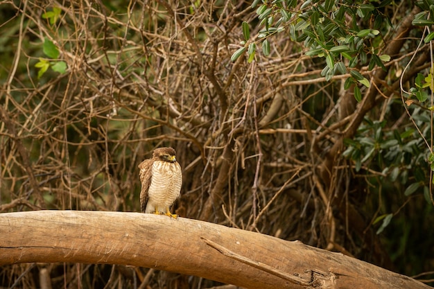 Majestic and colourfull bird in the nature habitat Birds of northern Pantanal wild brasil brasilian wildlife full of green jungle south american nature and wilderness