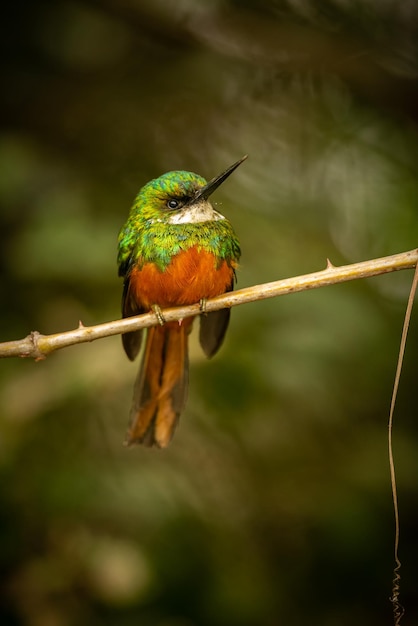 Majestic and colourfull bird in the nature habitat Birds of northern Pantanal wild brasil brasilian wildlife full of green jungle south american nature and wilderness