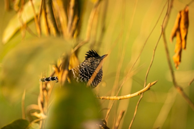 Majestic and colourfull bird in the nature habitat Birds of northern Pantanal wild brasil brasilian wildlife full of green jungle south american nature and wilderness