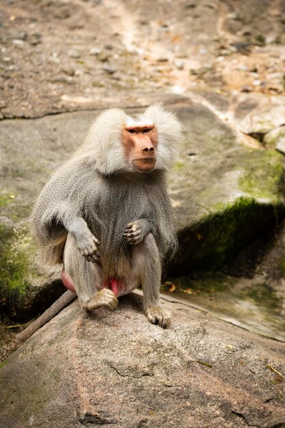 Majestic hamadryas baboon in captivity Wild monkeys in zoo Beautiful and also dangereous animals African wildlife in captivity