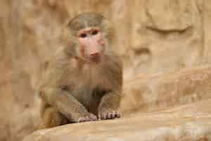 Free photo majestic hamadryas baboon in captivity