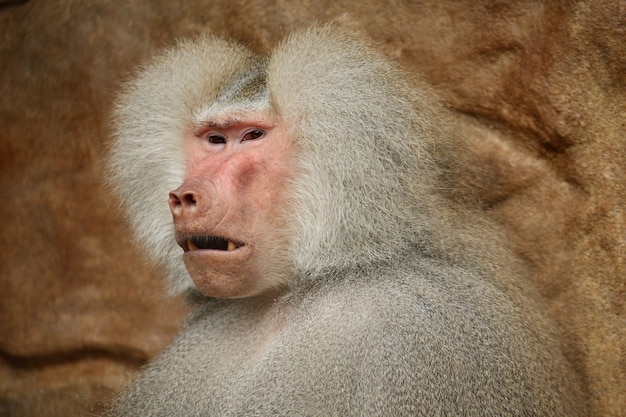 Free photo majestic hamadryas baboon in captivity