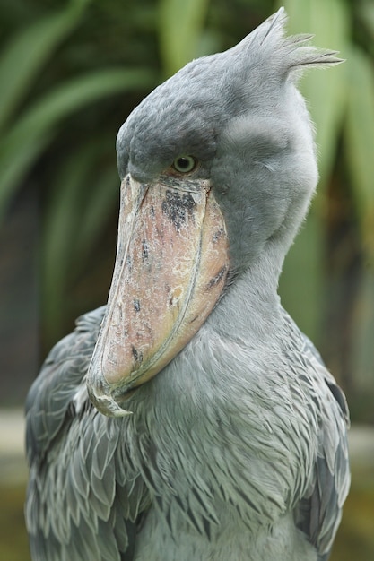 Free Photo majestic prehistorical shoebill bird