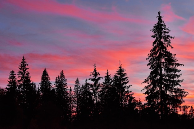 Free photo majestic sky, pink cloud against the silhouettes of pine trees in the twilight time.