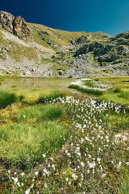 Majestic  of a small mountain lake surrounded by cotton grass in French Riviera backcountry